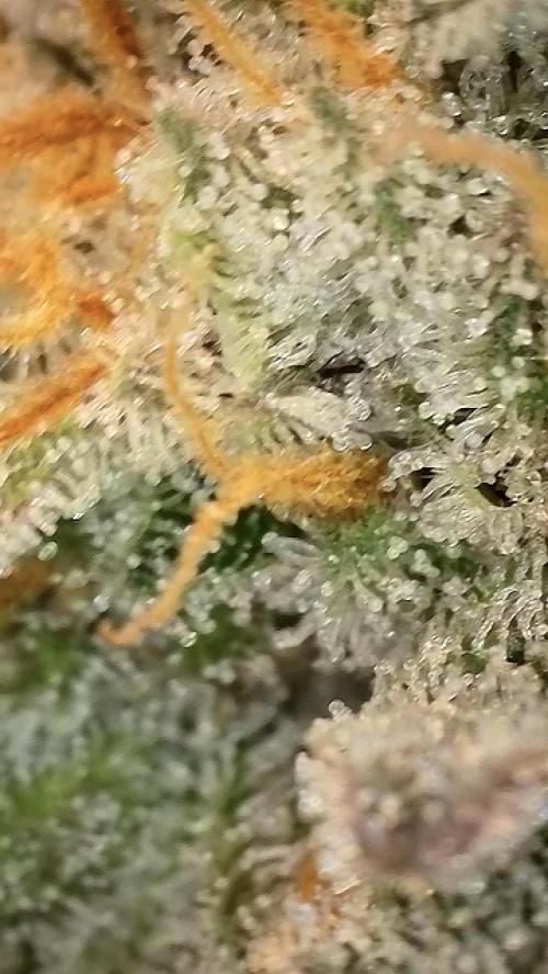 6.Grow: Papayton. Week 21 - 28.2. P2