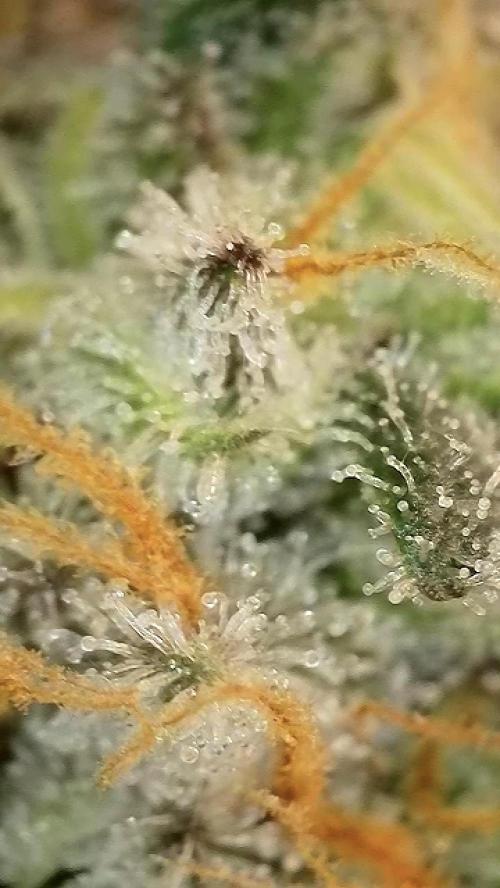6.Grow: Papayton. Week 21 - 28.2. P2