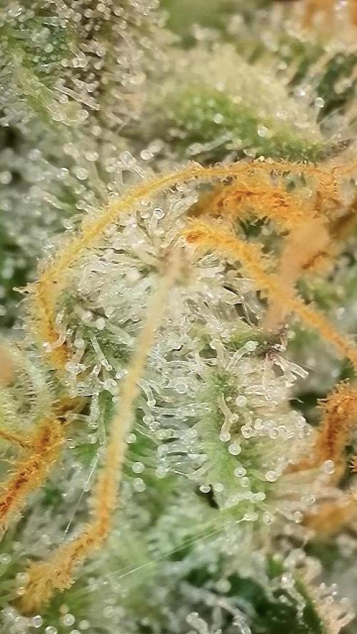 6.Grow: Papayton. Week 21 - 28.2. P2