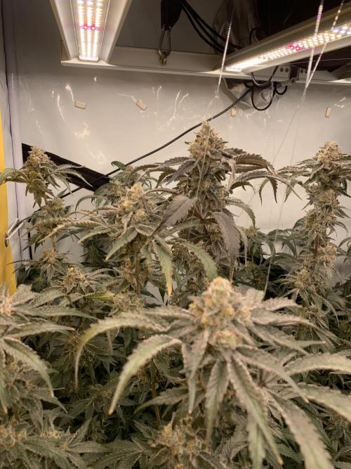 6.Grow: Papayton. Week 21 - 28.2. P3