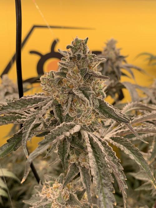6.Grow: Papayton. Week 21 - 28.2. P3