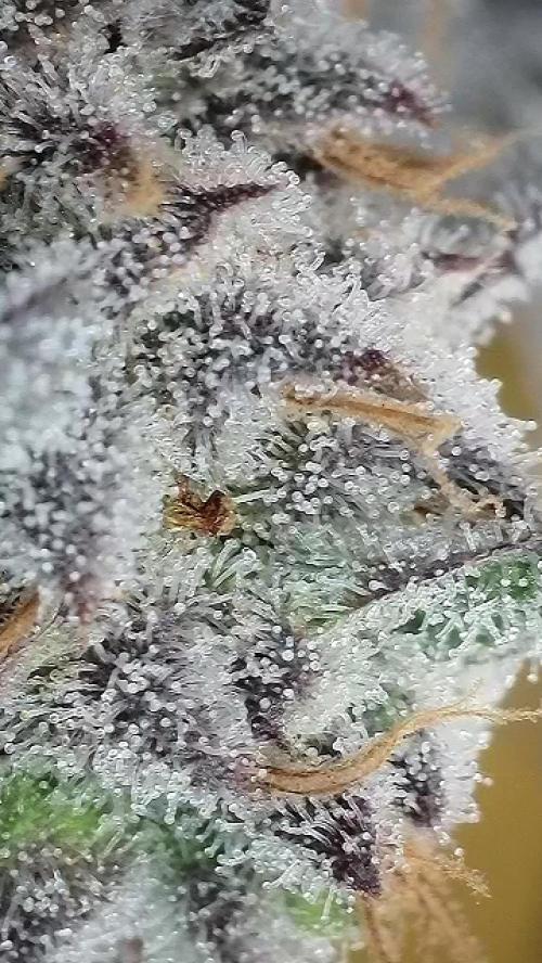 6.Grow: Papayton. Week 21 - 28.2. P3