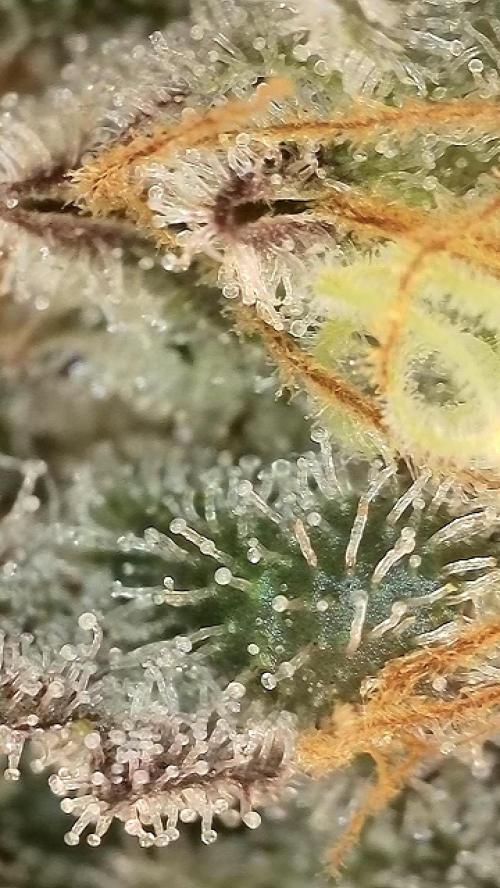 6.Grow: Papayton. Week 21 - 28.2. P3
