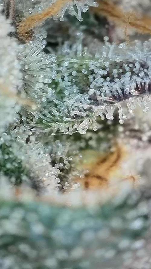 6.Grow: Papayton. Week 21 - 28.2. P3