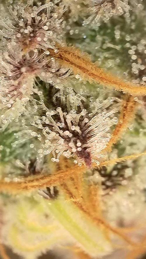 6.Grow: Papayton. Week 21 - 28.2. P3