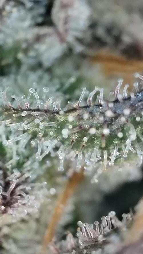 6.Grow: Papayton. Week 21 - 28.2. P3
