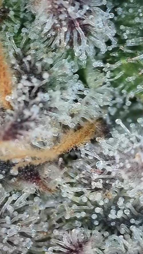 6.Grow: Papayton. Week 21 - 28.2. P3