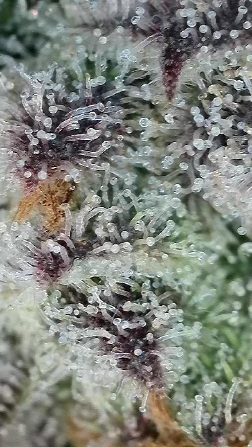 6.Grow: Papayton. Week 21 - 28.2. P3
