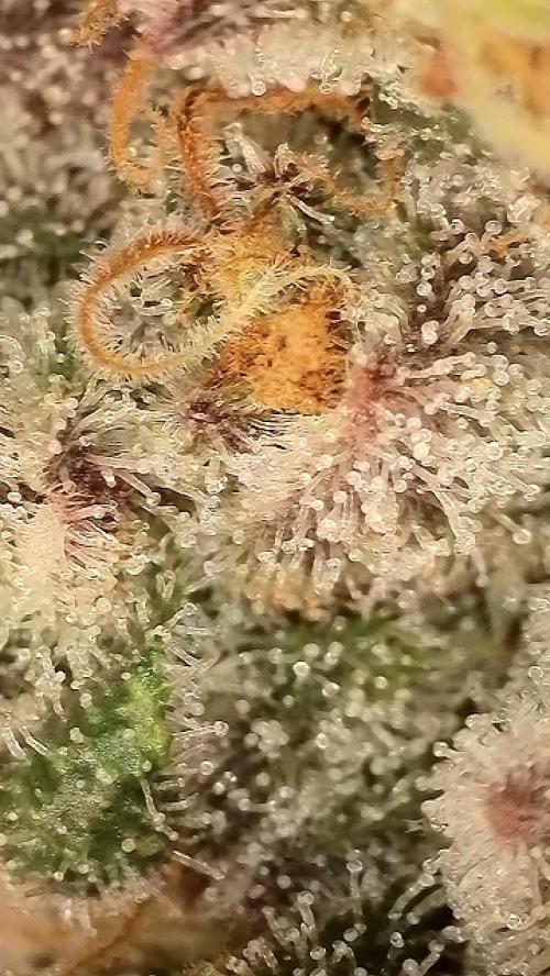 6.Grow: Papayton. Week 21 - 28.2. P3
