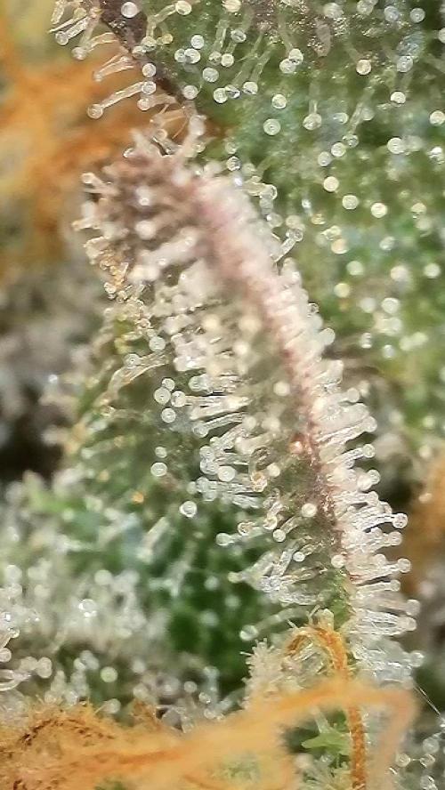 6.Grow: Papayton. Week 21 - 28.2. P3