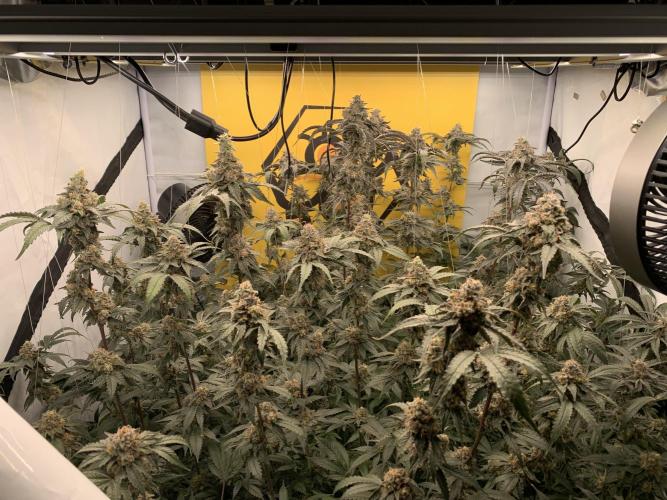 6.Grow: Papayton. Week 21 - 1.3.