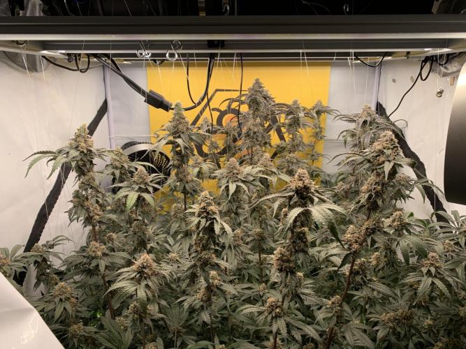 6.Grow: Papayton. Week 22 - 2.3.