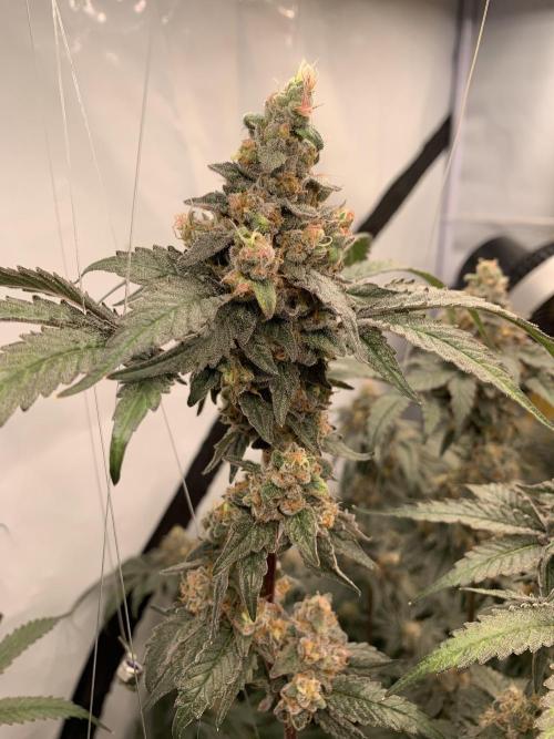 6.Grow: Papayton. Week 22 - 2.3. P1
