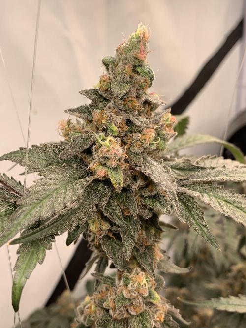 6.Grow: Papayton. Week 22 - 2.3. P1