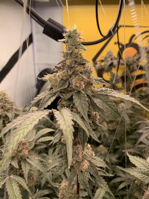 6.Grow: Papayton. Week 22 - 2.3. P1
