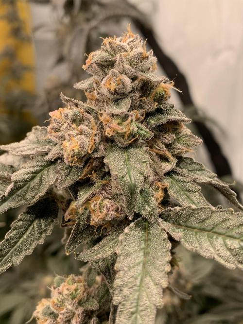 6.Grow: Papayton. Week 22 - 2.3. P1