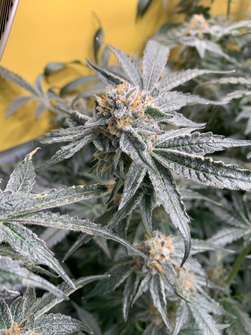 6.Grow: Papayton. Week 22 - 2.3. P2