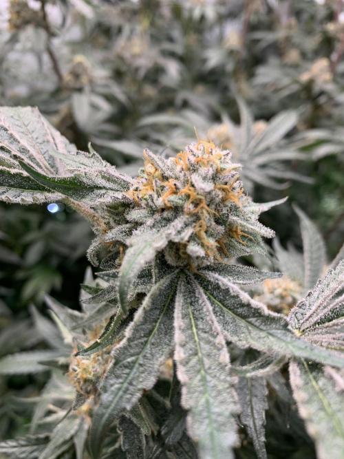 6.Grow: Papayton. Week 22 - 2.3. P2