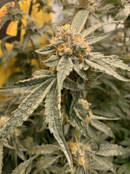6.Grow: Papayton. Week 22 - 2.3. P2
