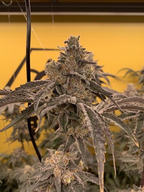 6.Grow: Papayton. Week 22 - 2.3. P3