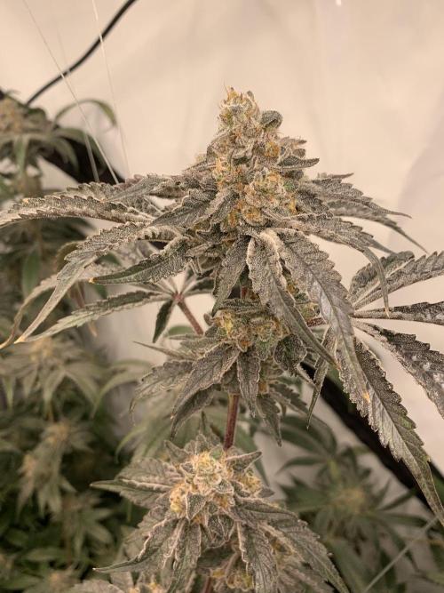 6.Grow: Papayton. Week 22 - 2.3. P3
