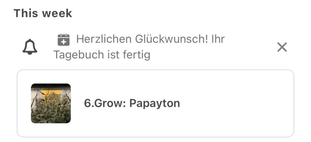 6.Grow: Papayton. Week 22 - Wisst ihr mehr als ich? Noch ist sie nicht geerntet oder getrocknet!?
