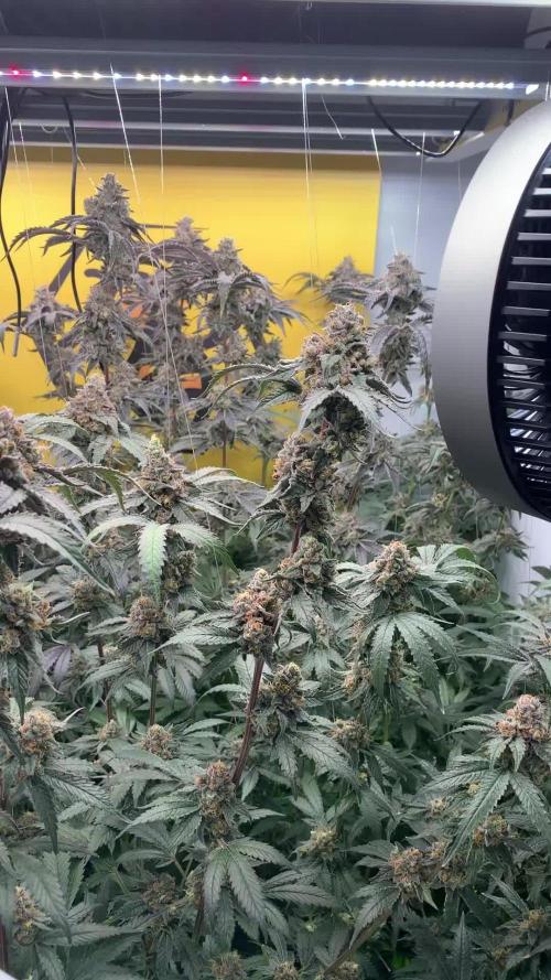 6.Grow: Papayton