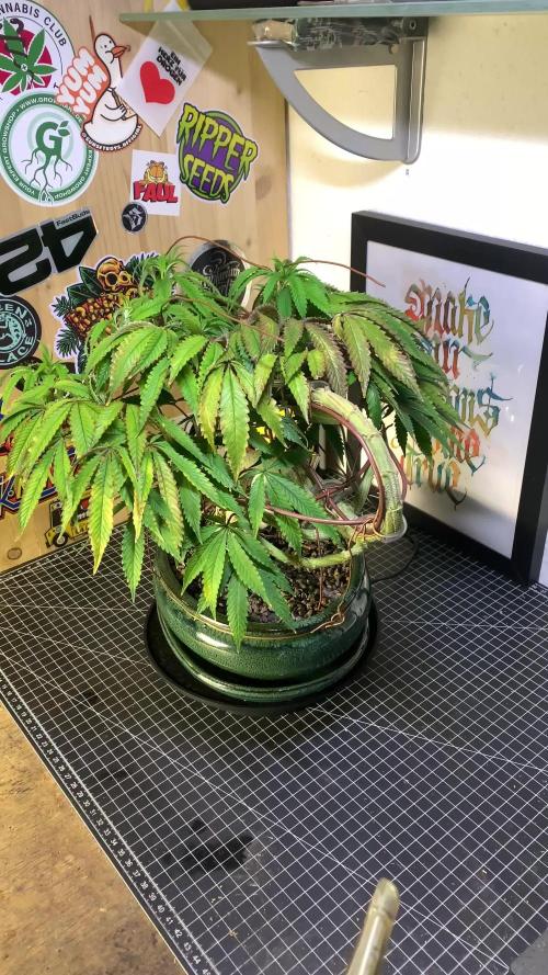 1.Bonsai: Lemon Cherry Runtz✌️