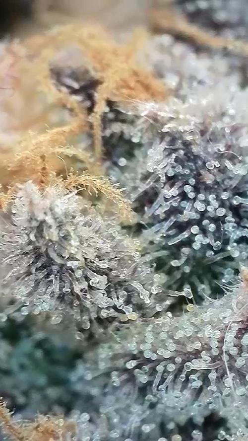6.Grow: Papayton. Week 22 - BT 65 - P1