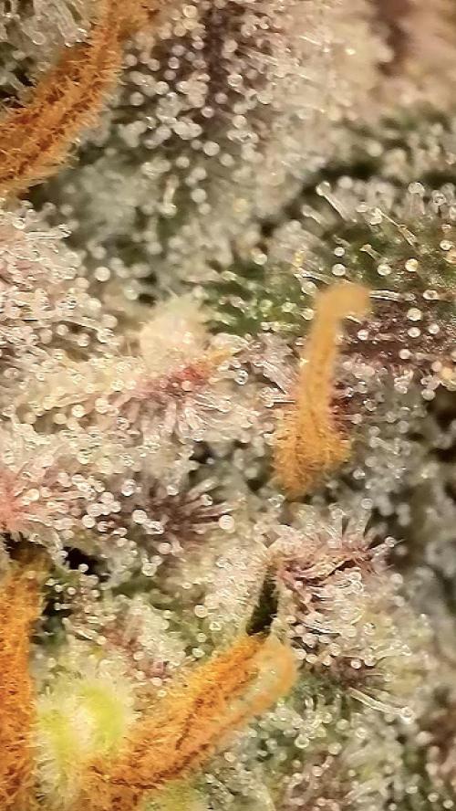 6.Grow: Papayton. Week 22 - BT 65 - P1