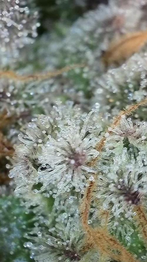 6.Grow: Papayton. Week 22 - BT 65 - P3
