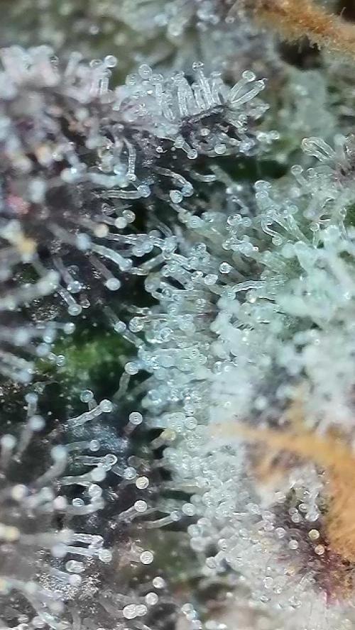 6.Grow: Papayton. Week 22 - BT 65 - P3