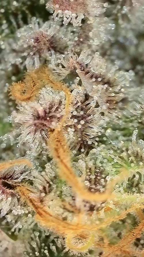 6.Grow: Papayton. Week 22 - BT 65 - P3