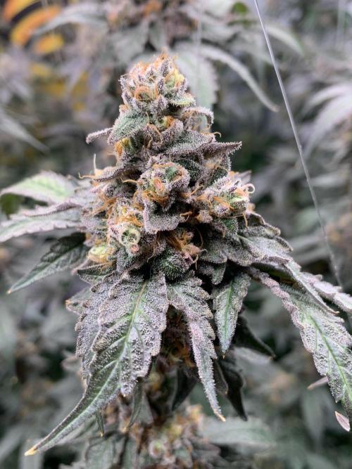 6.Grow: Papayton. Week 22 - 6.3. BT 66 - P1