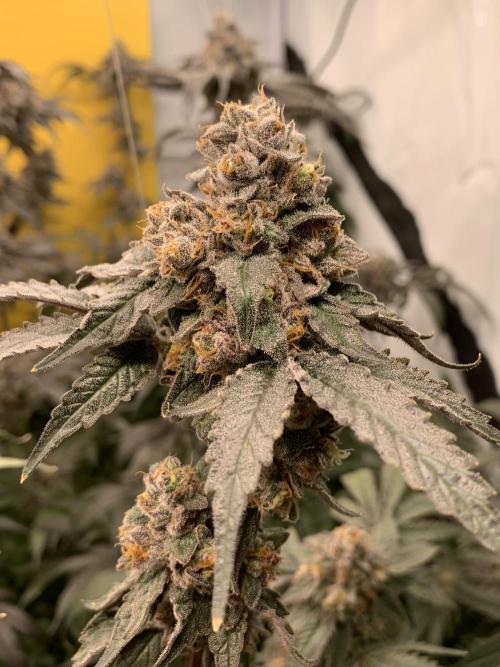6.Grow: Papayton. Week 22 - 6.3. BT 66 - P1