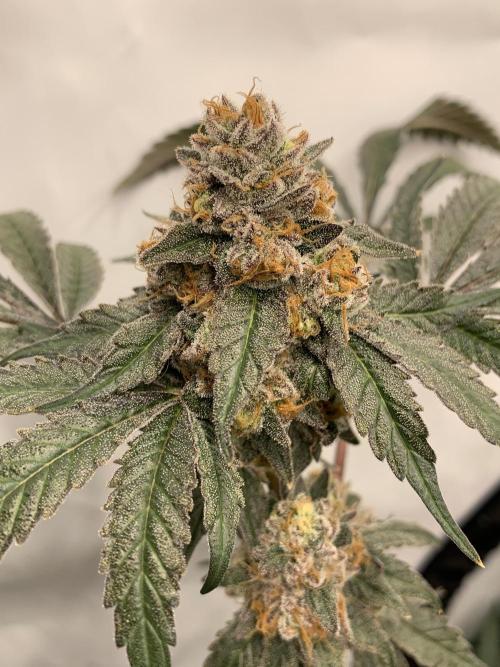 6.Grow: Papayton. Week 22 - 6.3. BT 66 - P1