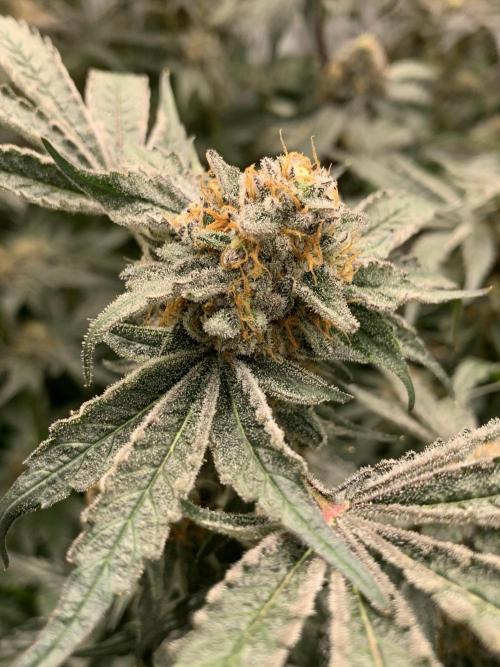 6.Grow: Papayton. Week 22 - 6.3. BT 66 - P2