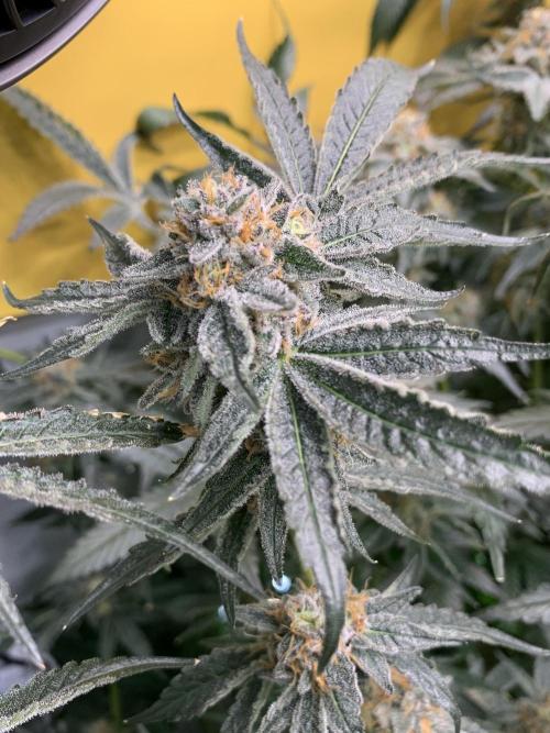6.Grow: Papayton. Week 22 - 6.3. BT 66 - P2