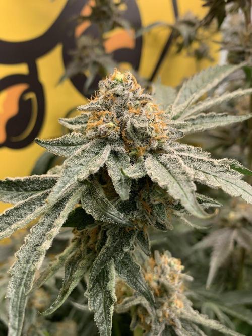 6.Grow: Papayton. Week 22 - 6.3. BT 66 - P2