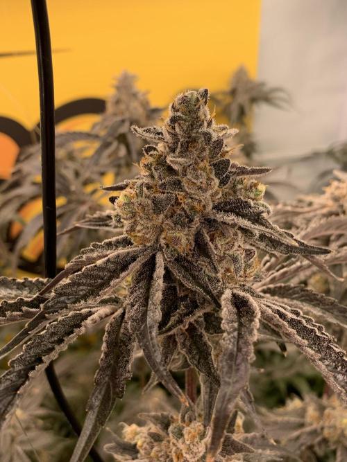 6.Grow: Papayton. Week 22 - 6.3. BT 66 - P3