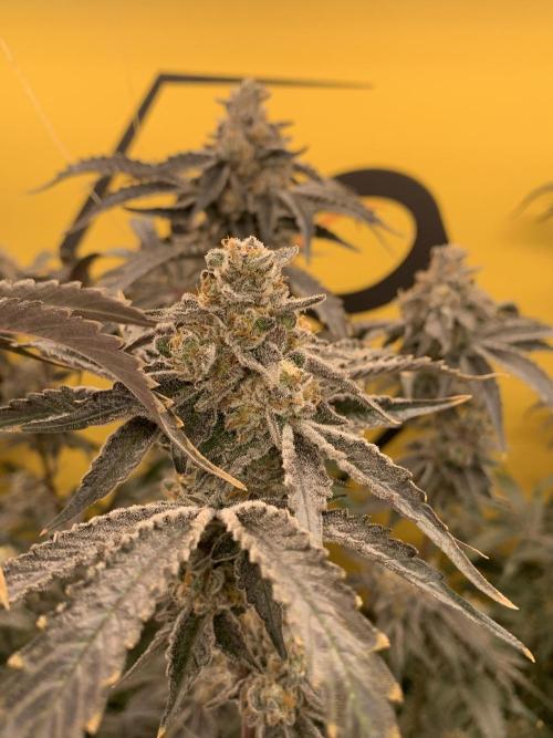6.Grow: Papayton. Week 22 - 6.3. BT 66 - P3