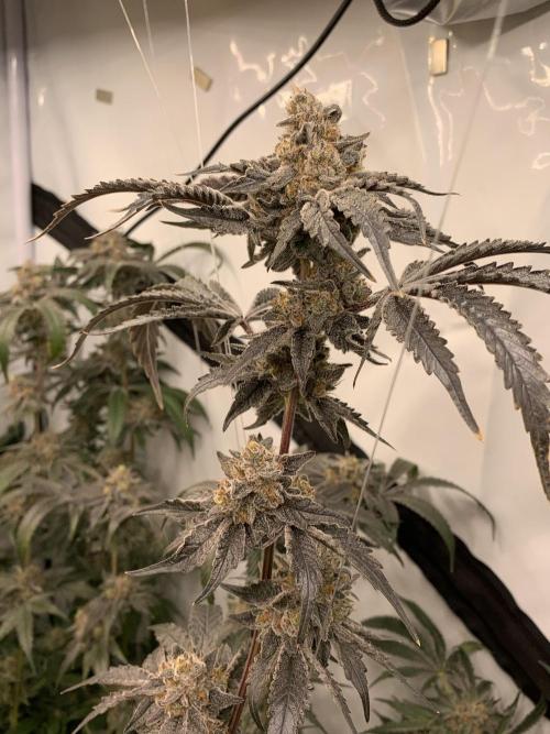 6.Grow: Papayton. Week 22 - 6.3. BT 66 - P3