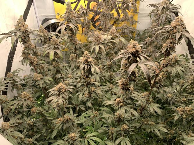 6.Grow: Papayton. Week 23 - 9.3.
