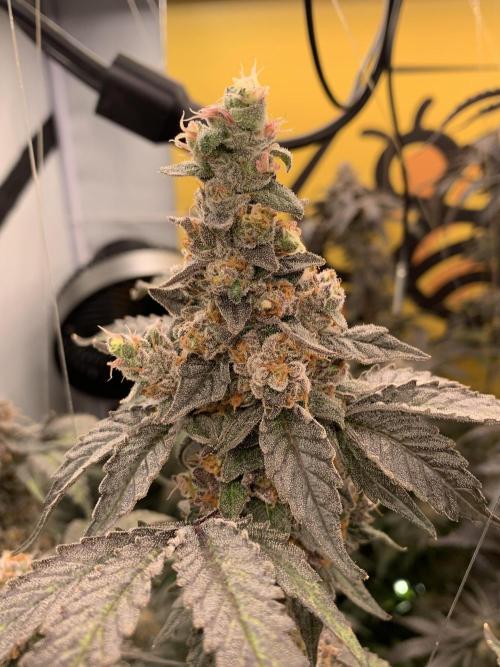 6.Grow: Papayton. Week 23 - 9.3. P1