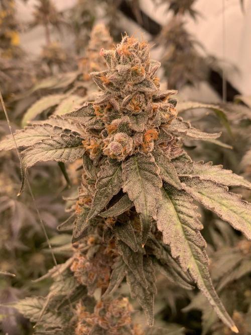6.Grow: Papayton. Week 23 - 9.3. P1