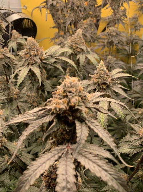 6.Grow: Papayton. Week 23 - 9.3. P1