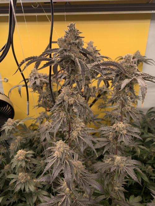 6.Grow: Papayton. Week 23 - 9.3. P3