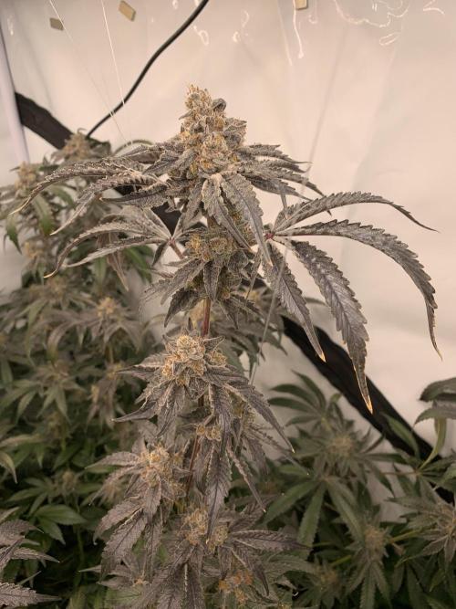 6.Grow: Papayton. Week 23 - 9.3. P3