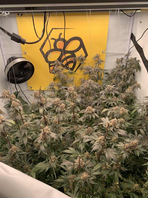 6.Grow: Papayton. Week 23 - 11.3.