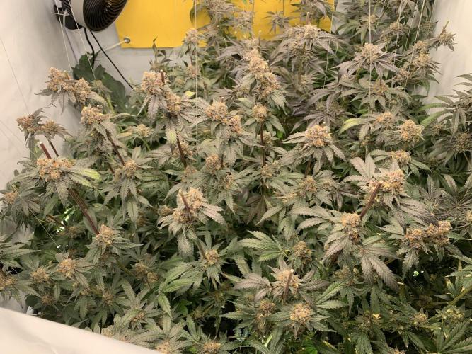 6.Grow: Papayton. Week 23 - 11.3. P1
